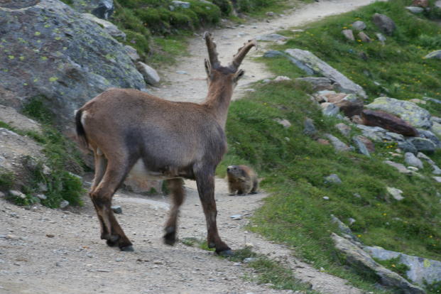 Fauna delle Alpe